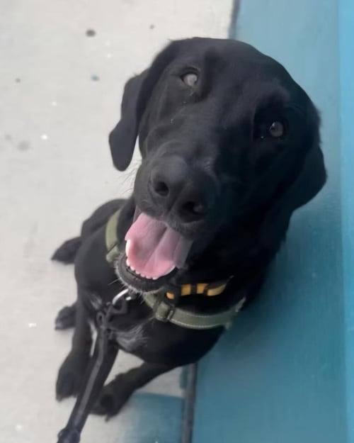 LEFTY - Labrador Retriever available for adoption