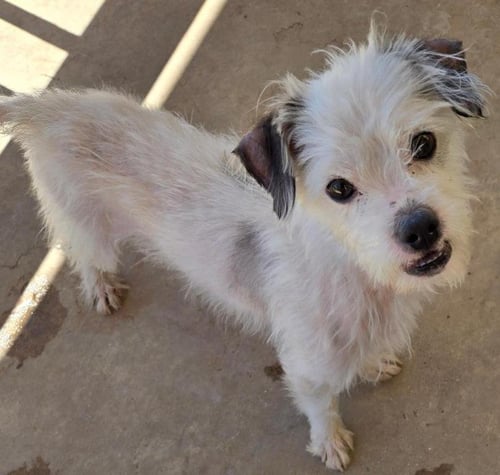 TACO - Norfolk Terrier / Terrier available for adoption