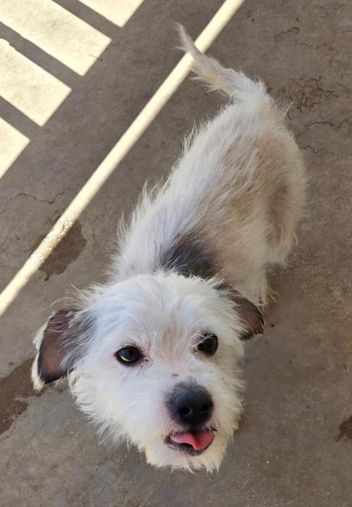 TACO - Norfolk Terrier / Terrier available for adoption
