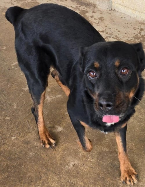 SKIP - Rottweiler available for adoption