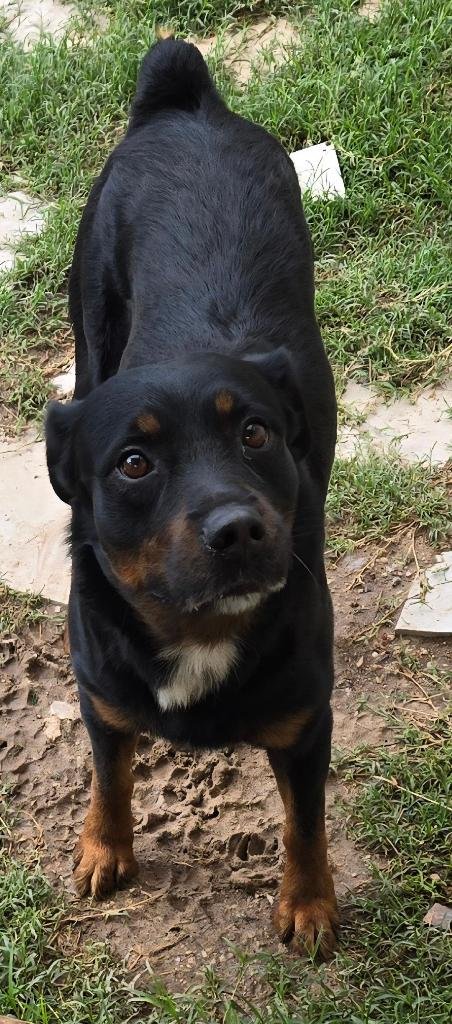 SKIP - Rottweiler available for adoption