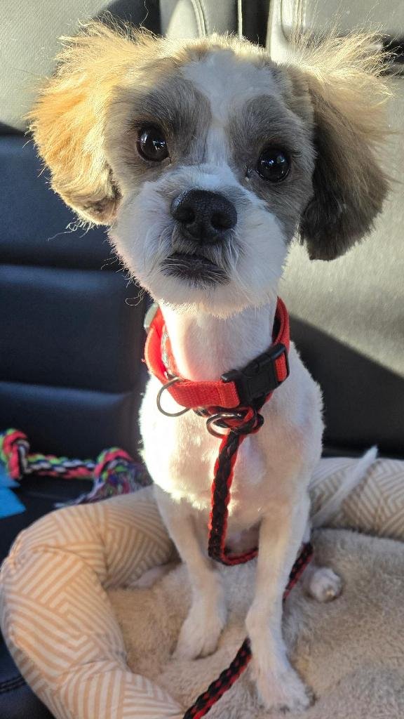 ACE - Maltese available for adoption