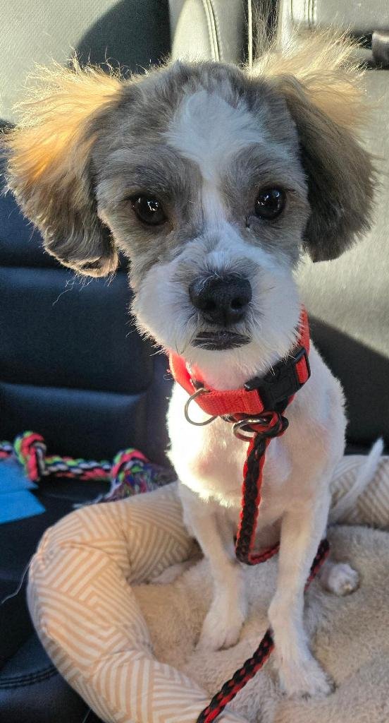 ACE - Maltese available for adoption