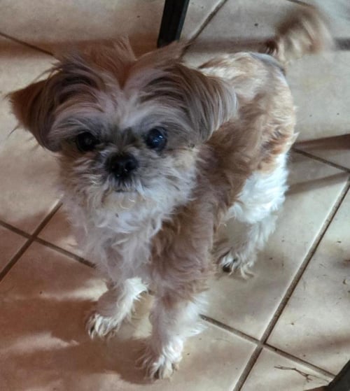 QUEENIE - Shih Tzu available for adoption