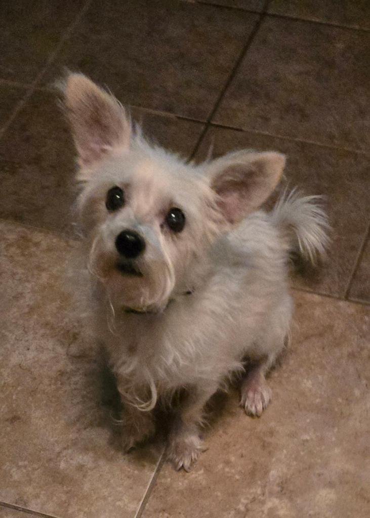 PEPSI - Norfolk Terrier available for adoption