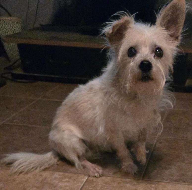 PEPSI - Norfolk Terrier available for adoption