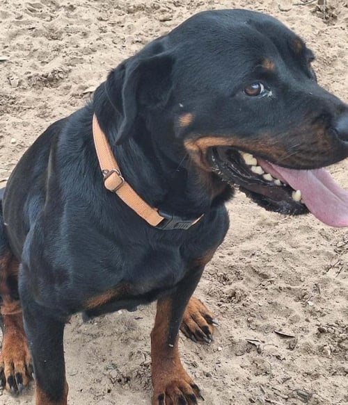 BUTTERCUP - Rottweiler available for adoption