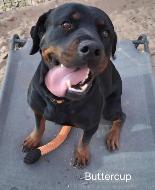 BUTTERCUP - Rottweiler available for adoption