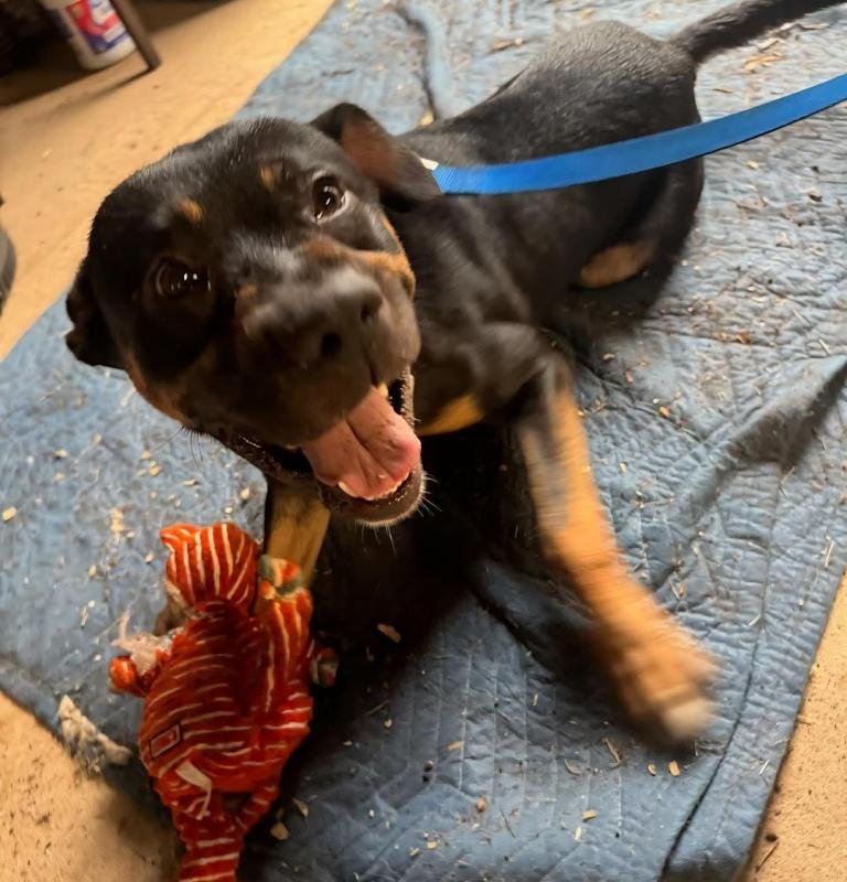 RUDY - Rottweiler / German Shepherd Dog available for adoption