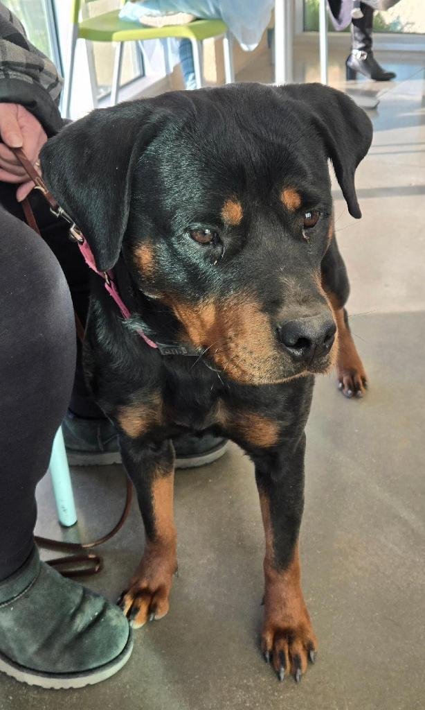 PENNY - Rottweiler available for adoption