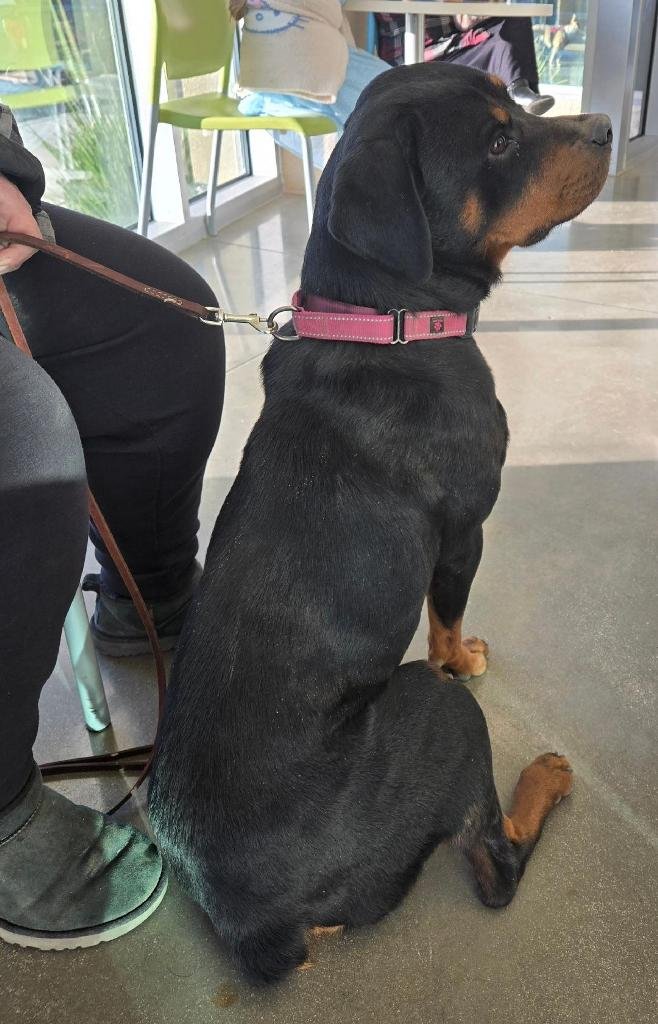 PENNY - Rottweiler available for adoption