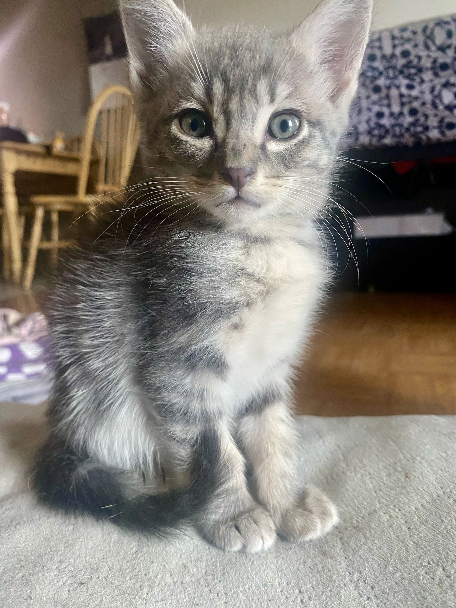 ADORABLE KITTENS - Domestic Short Hair for adoption in Santa Clarita