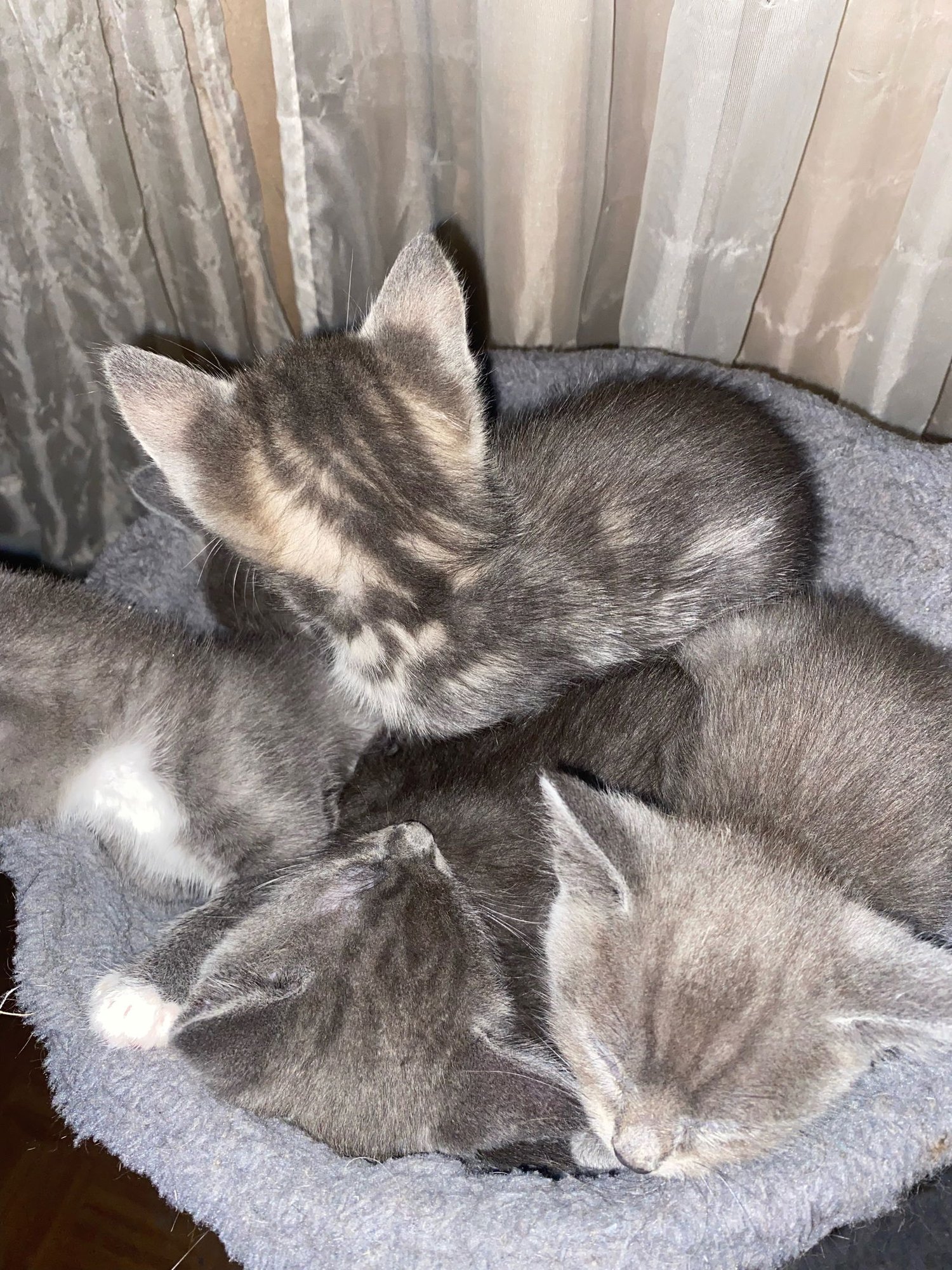 Adorable Kittens - Photo 2