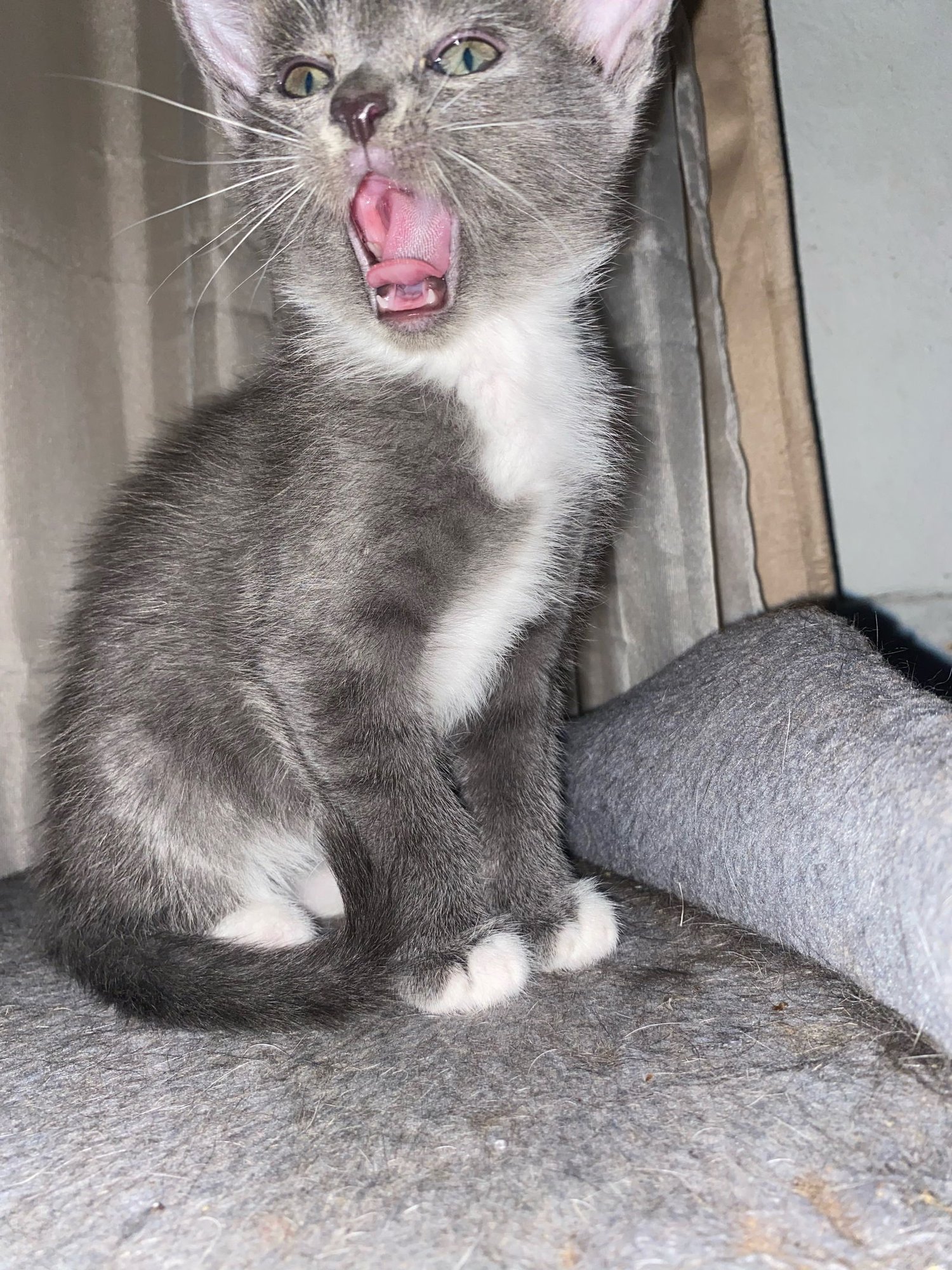 Adorable Kittens - Photo 3