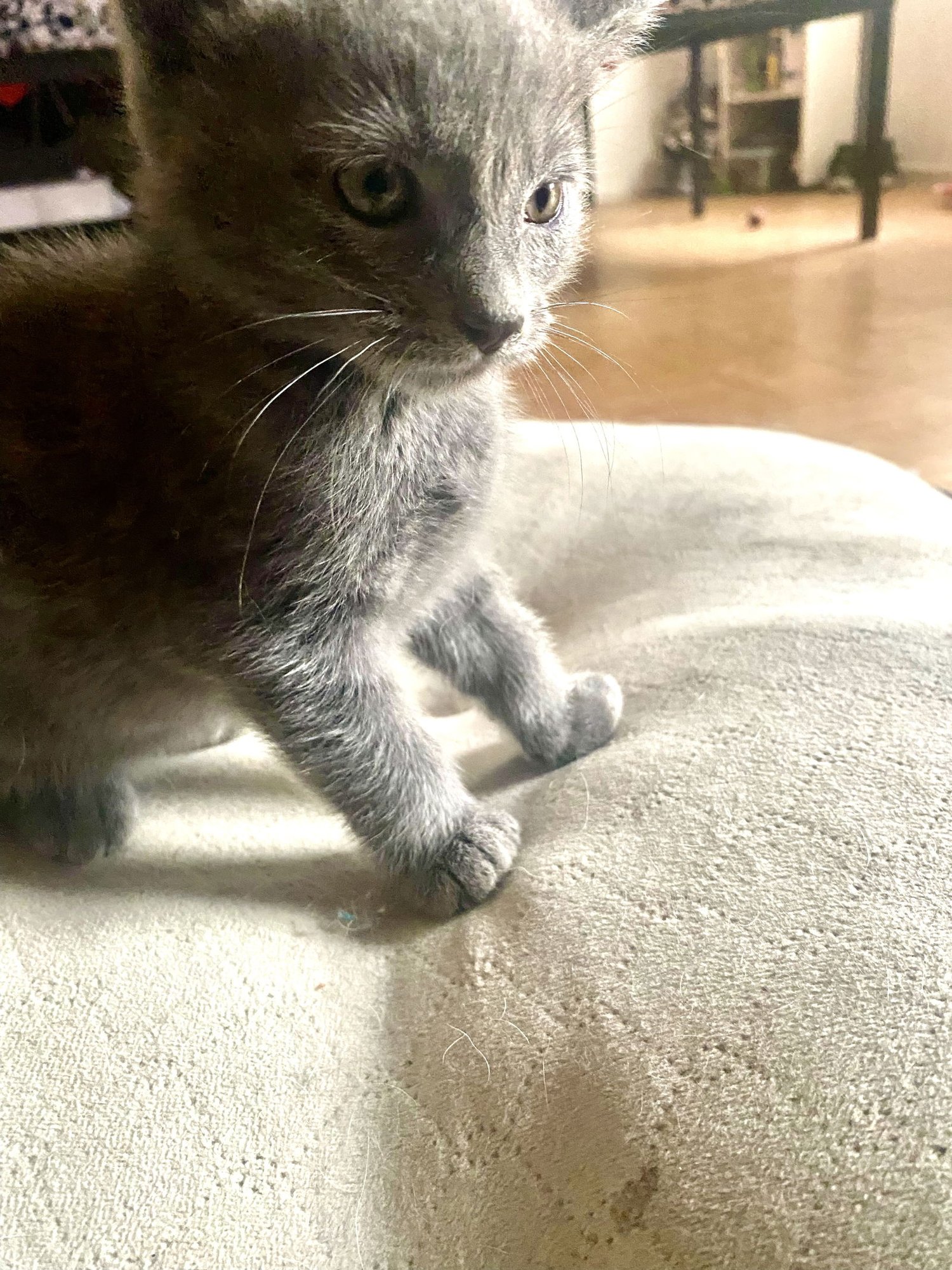 Adorable Kittens - Photo 4