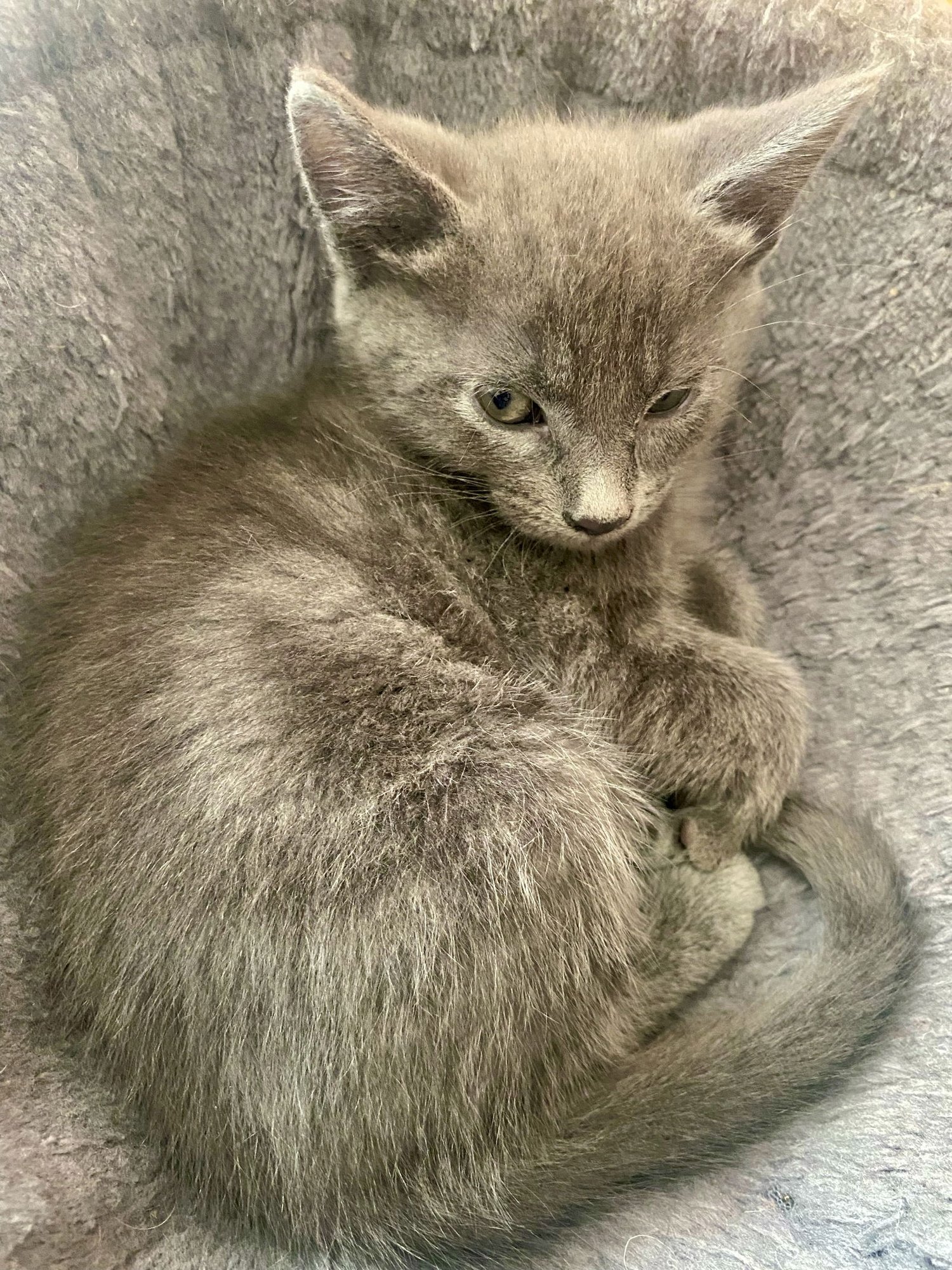 Adorable Kittens - Photo 5