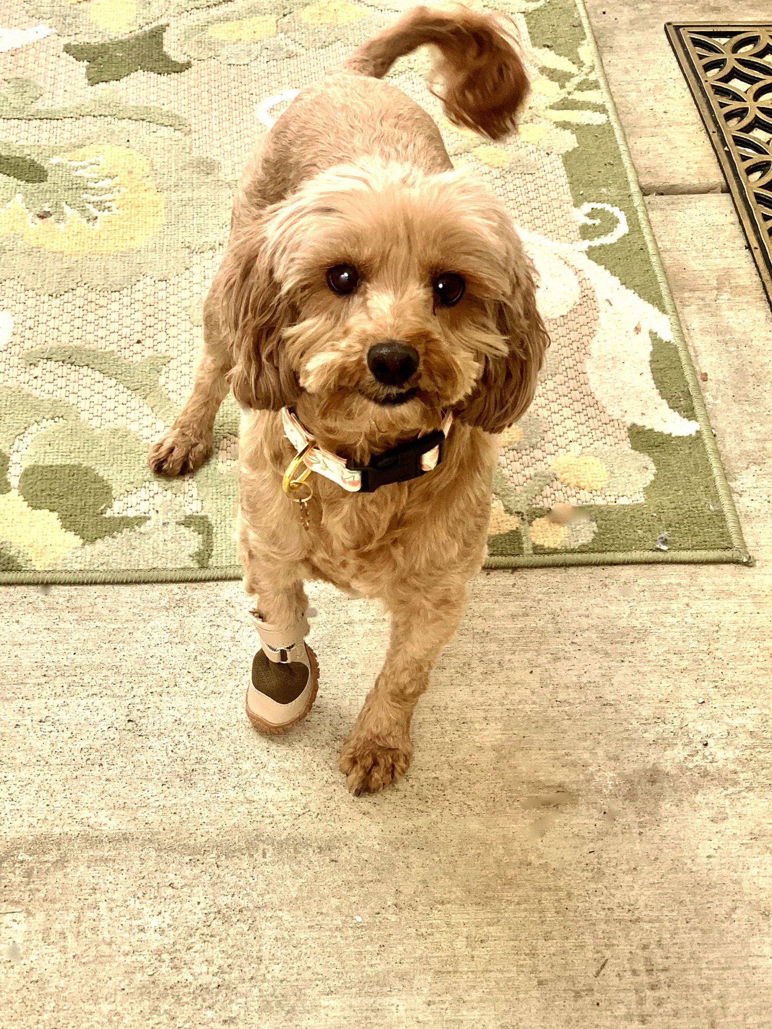 ROSIE - Poodle (Miniature) for adoption in Santa Clarita