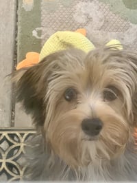 Precious - Photo 4