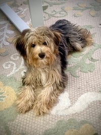 Precious - Photo 2