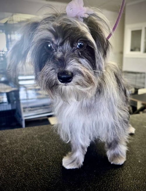 IVY - Shih Tzu / Maltese available for adoption