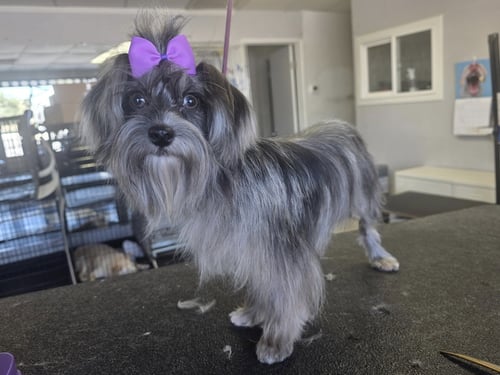 IVY - Shih Tzu / Maltese available for adoption
