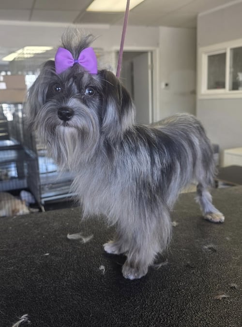 IVY - Shih Tzu / Maltese available for adoption