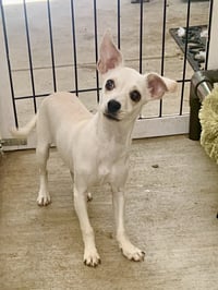 Tinkerbell - Photo 1