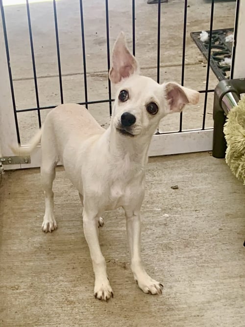 TINKERBELL - Unknown available for adoption