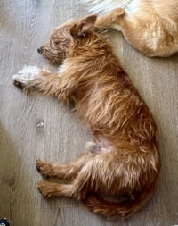 Max - Photo 4