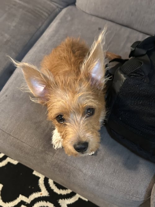 MAX - Norfolk Terrier available for adoption