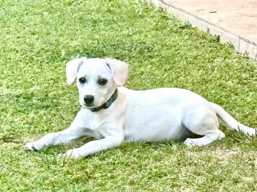 BOGGIE - Terrier available for adoption