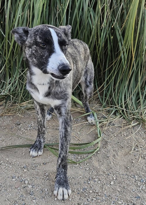 JONATHAN - Border Collie / Husky available for adoption