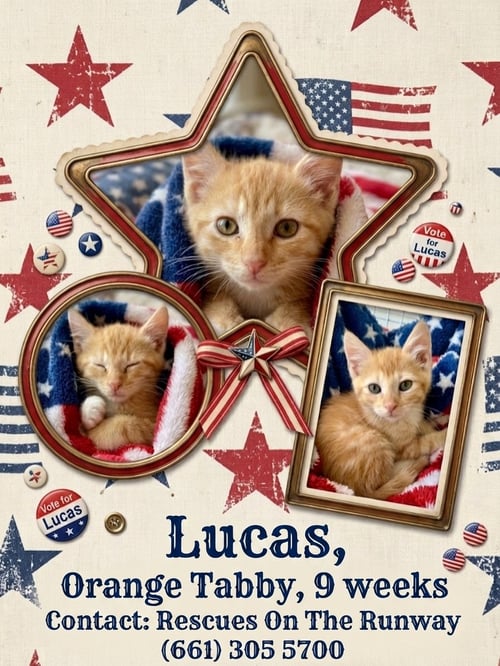 LUCAS - Tabby available for adoption