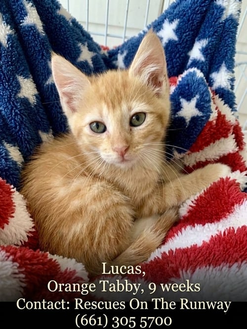 LEONARD - Tabby available for adoption