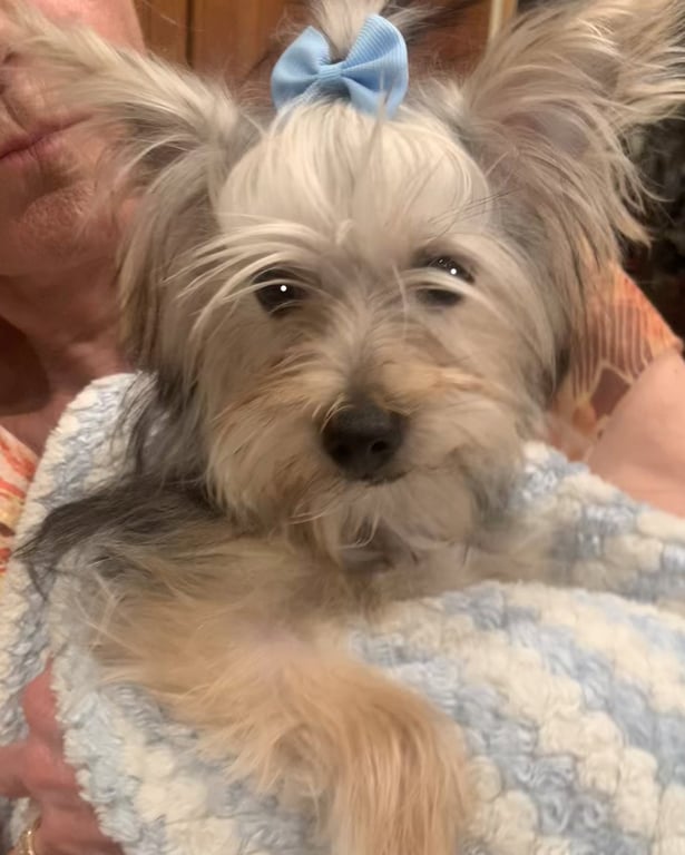 Teddy Image