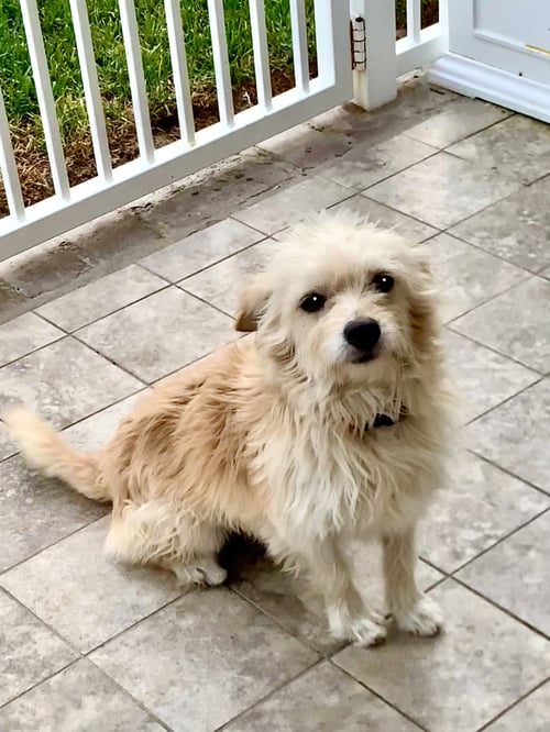 BON BON - Pomeranian available for adoption
