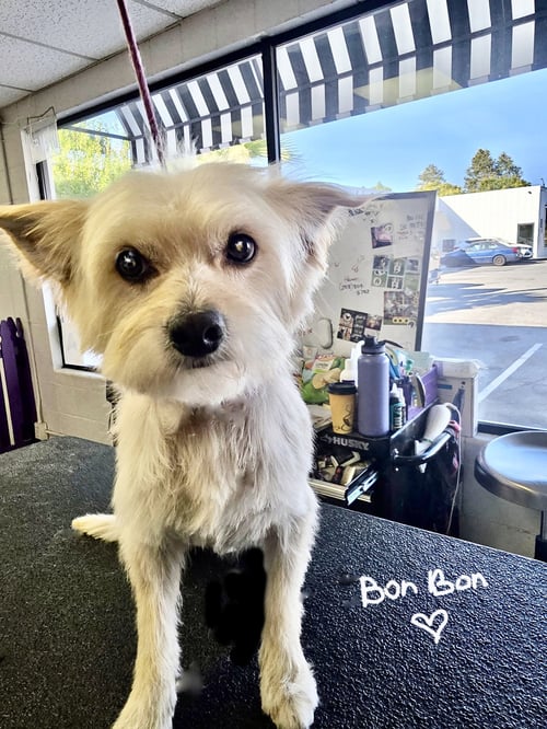 BON BON - Pomeranian available for adoption