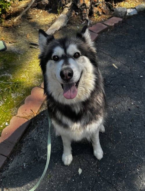 SKY - Husky available for adoption