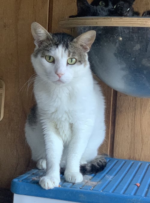 RILEY - Tabby available for adoption