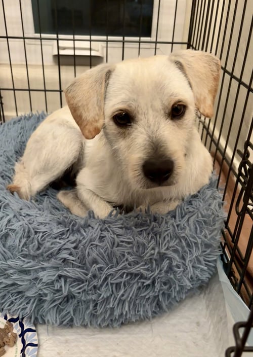 RINGO - Terrier available for adoption