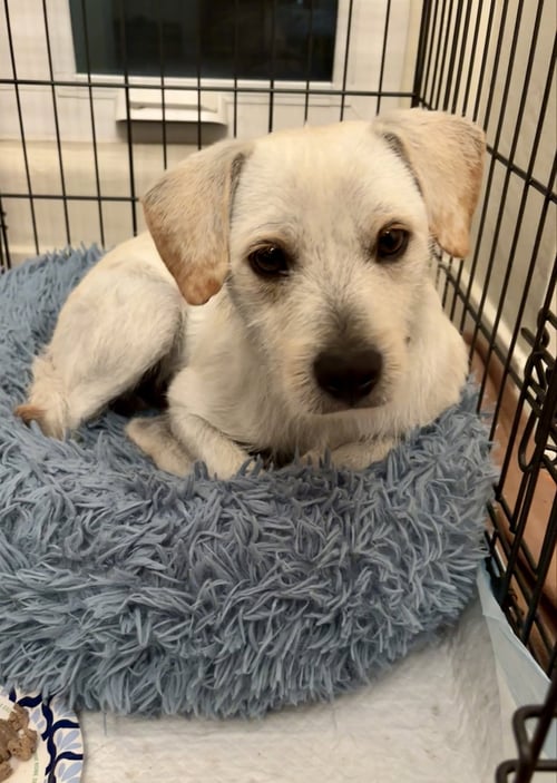 RINGO - Terrier available for adoption