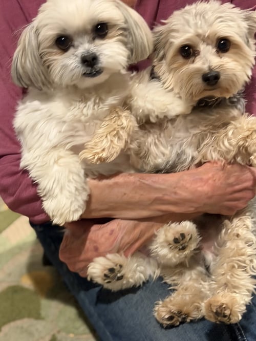 KRUMPUS & MONA - Maltese / Yorkshire Terrier Yorkie available for adoption