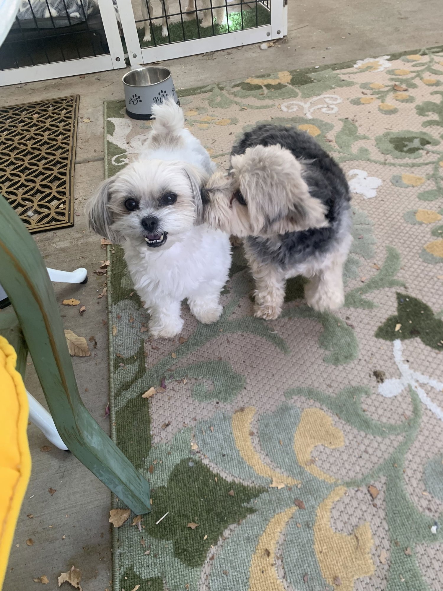 Mona & Krumpus - Photo 3