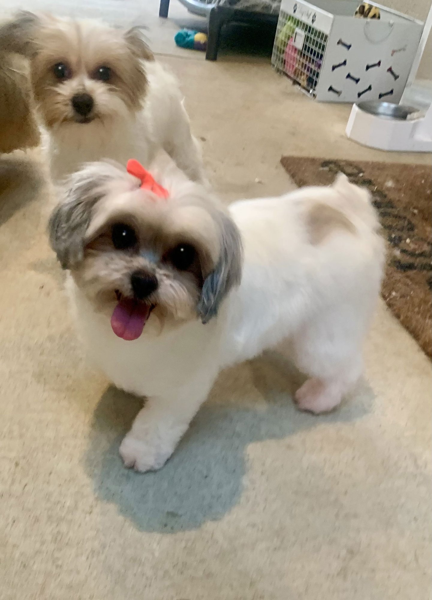 Mona & Krumpus - Photo 5