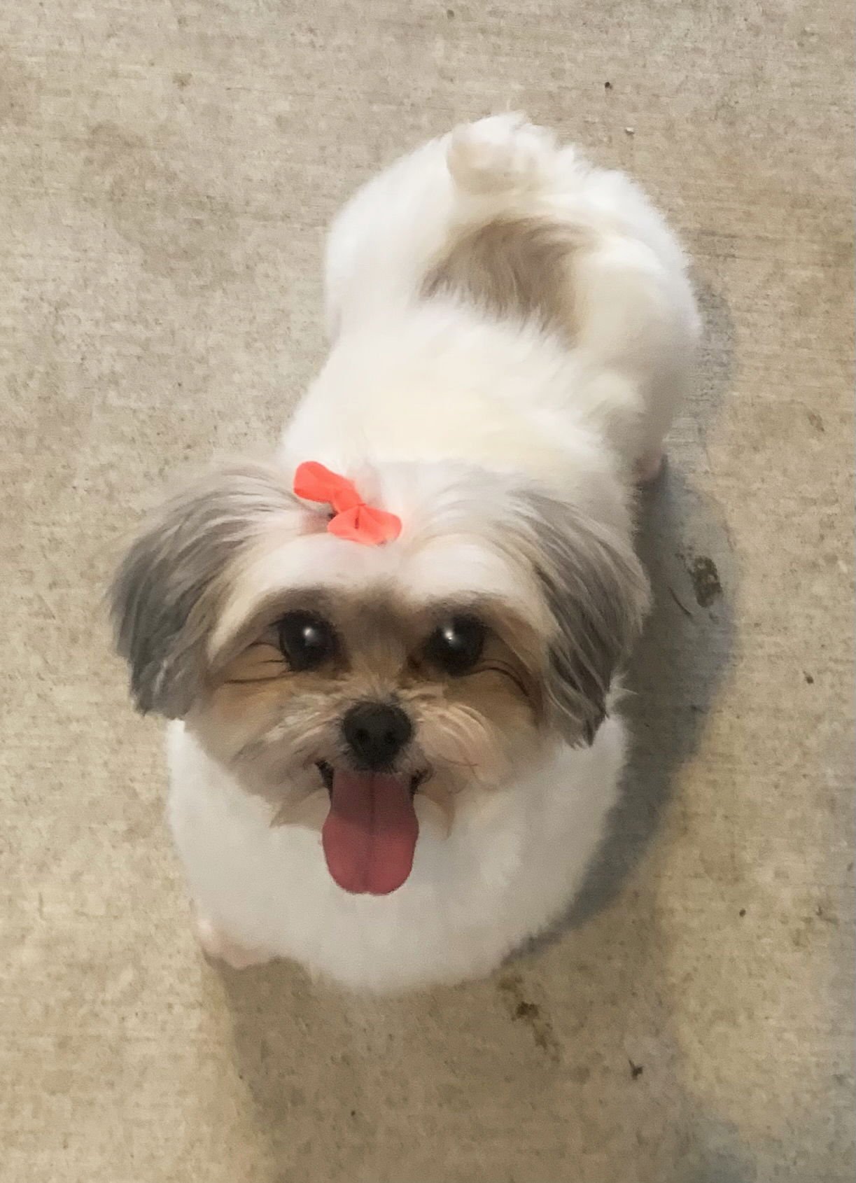 Mona & Krumpus - Photo 6