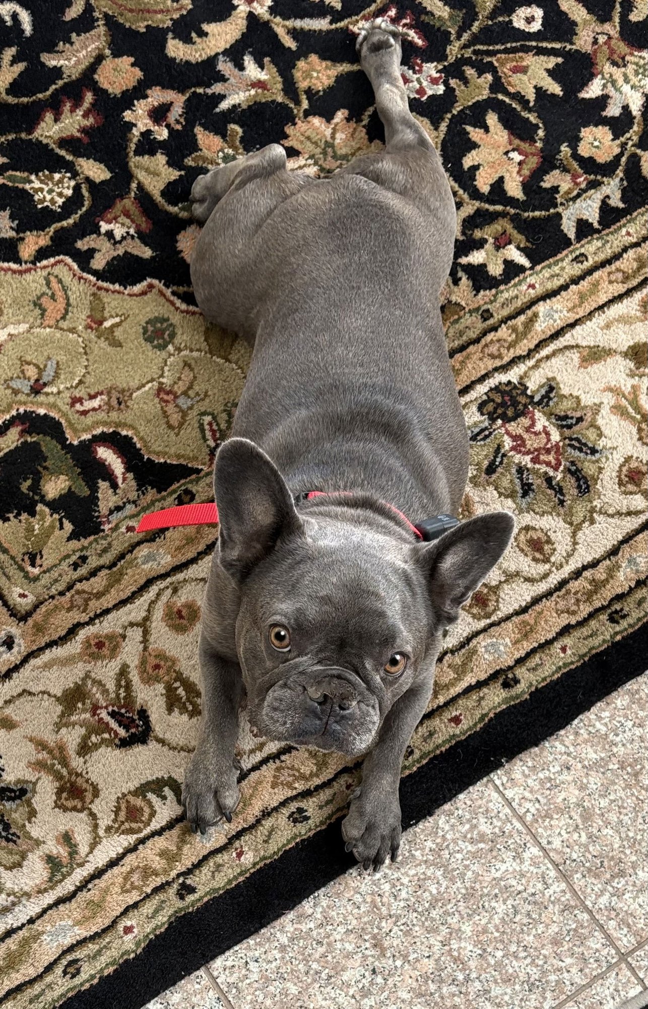 DRAKCO - French Bulldog available for adoption