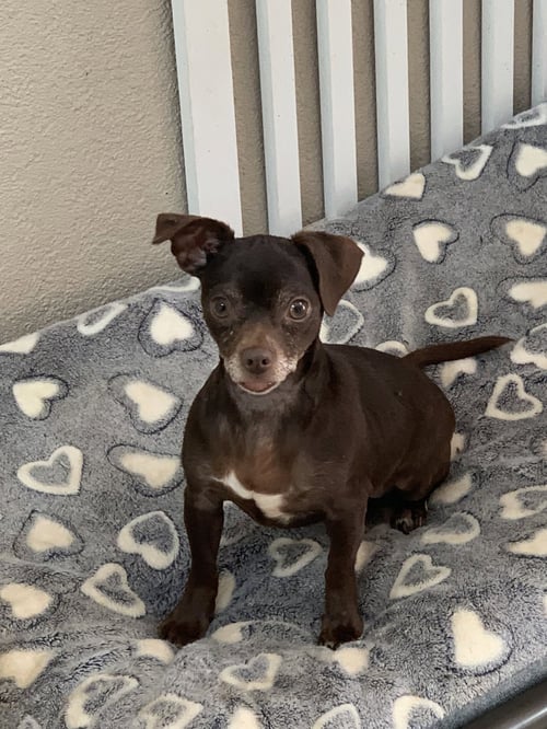POLLYANNA - Chihuahua / Pug available for adoption