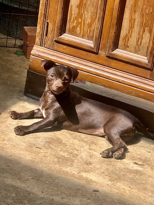 POLLYANNA - Chihuahua / Pug available for adoption