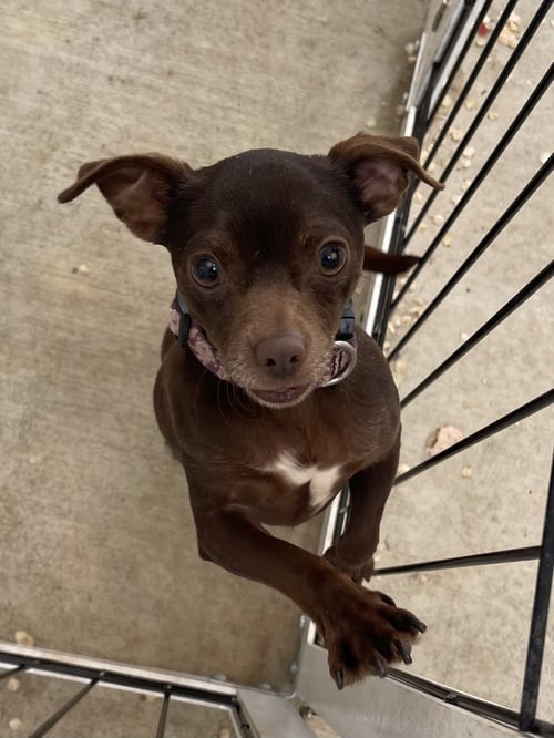 POLLYANNA - Chihuahua / Pug available for adoption