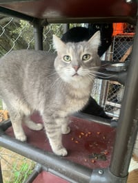 Smokey - Photo 5
